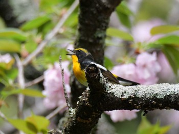 Narcissus Flycatcher 秩父 Thu, 4/25/2024