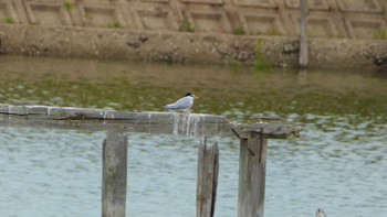 Little Tern 平城宮跡 Mon, 4/29/2024