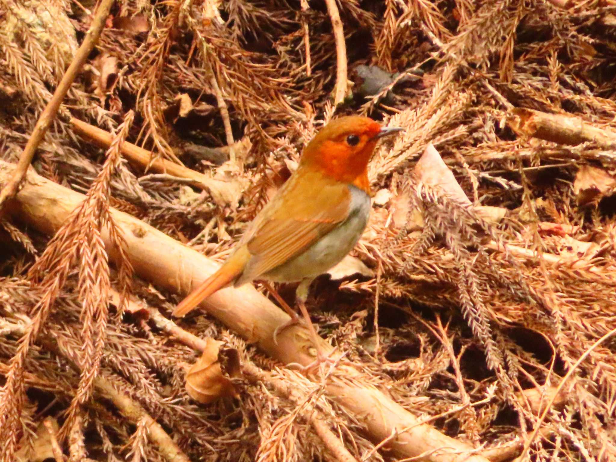 Japanese Robin