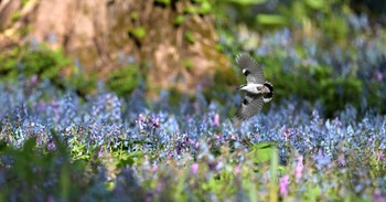 シロハラゴジュウカラ 北海道 2024年4月28日(日)