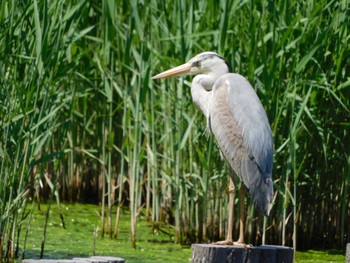 Grey Heron Yatsu-higata Sun, 4/28/2024