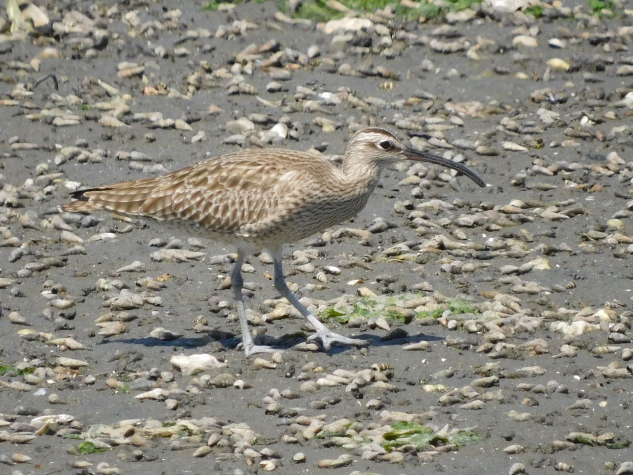 Photo of Eurasian Whimbrel at Yatsu-higata by ucello