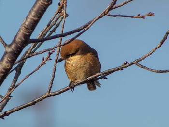 Bull-headed Shrike 馬見丘陵公園 Wed, 1/2/2019