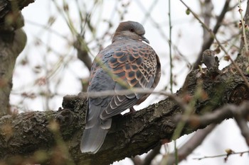 Oriental Turtle Dove Osaka castle park Sun, 3/31/2024