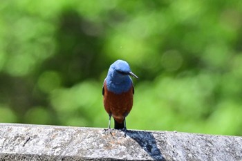 Blue Rock Thrush 布目ダム Sun, 4/28/2024