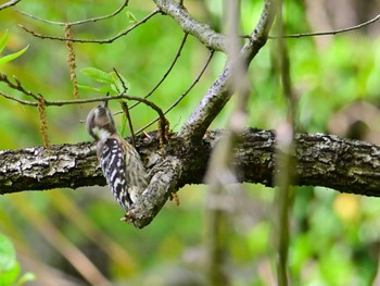 Japanese Pygmy Woodpecker 平城宮跡 Sun, 4/28/2024