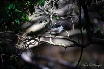 2024年4月19日(金) 西湖野鳥の森公園の野鳥観察記録