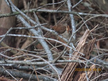 Eurasian Wren 大町自然観察園 Tue, 3/19/2024