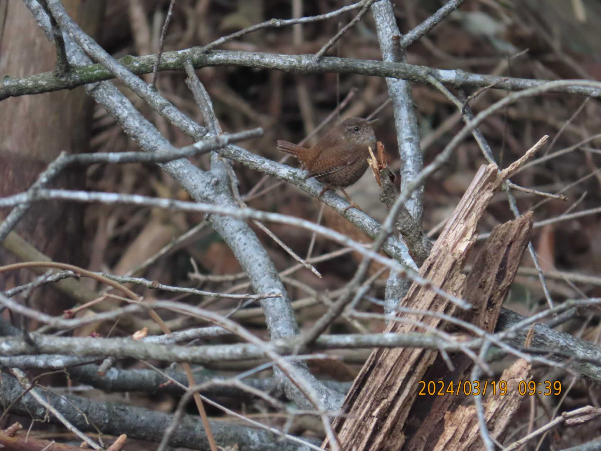 Eurasian Wren