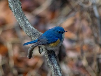 Red-flanked Bluetail 馬見丘陵公園 Wed, 1/2/2019