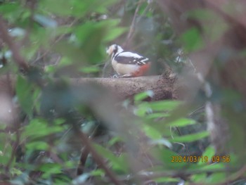 Great Spotted Woodpecker 大町自然観察園 Tue, 3/19/2024