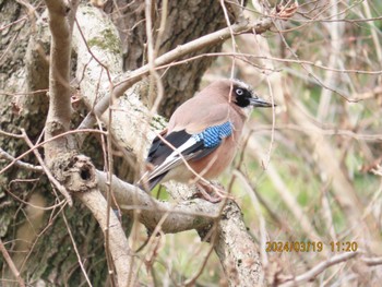 Eurasian Jay 大町自然観察園 Tue, 3/19/2024