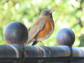 Brown-headed Thrush Yatsu-higata Sat, 3/16/2024