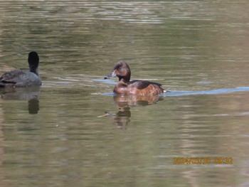 Ferruginous Duck x Baer's Pochard Mizumoto Park Sat, 3/30/2024