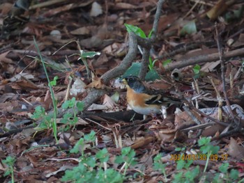 Brambling Mizumoto Park Sat, 3/30/2024