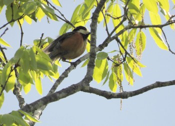 Varied Tit 三重県名張市東山ふれあいの森 Thu, 5/2/2024