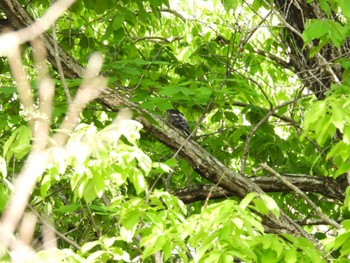 Great Spotted Woodpecker 三重県名張市東山ふれあいの森 Thu, 5/2/2024
