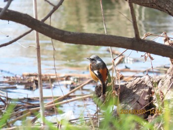 Daurian Redstart ふれあい松戸川 Thu, 3/7/2024