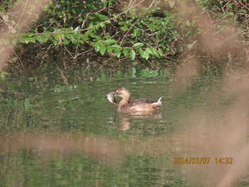 Little Grebe ふれあい松戸川 Thu, 3/7/2024