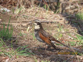 2024年3月7日(木) ふれあい松戸川の野鳥観察記録