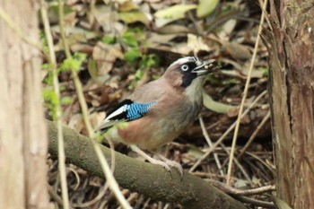 Eurasian Jay 大町自然観察園 Sat, 4/20/2024