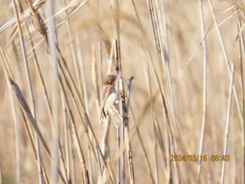 Common Reed Bunting Yatsu-higata Sat, 3/16/2024