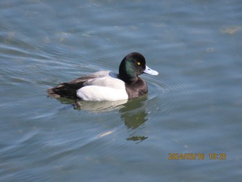 Greater Scaup Yatsu-higata Sat, 3/16/2024