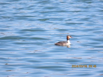 Great Crested Grebe Yatsu-higata Sat, 3/16/2024