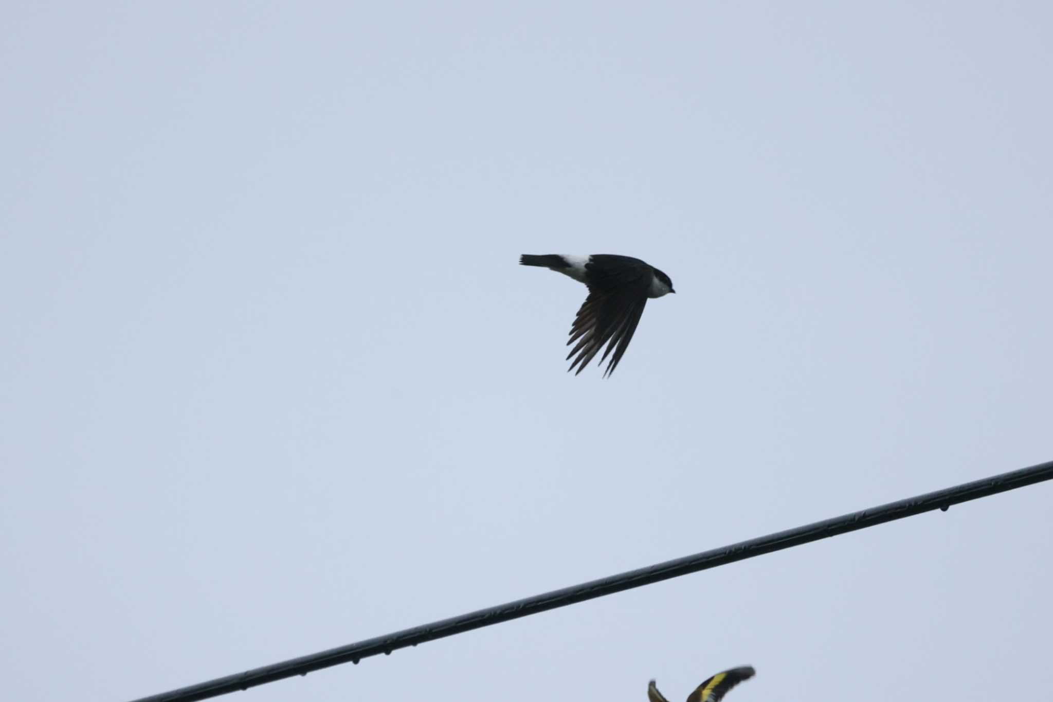 Asian House Martin