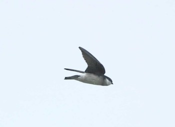 Asian House Martin 長野県上伊那 Sat, 4/27/2024