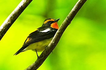 Narcissus Flycatcher 栃木県民の森 Mon, 4/29/2024