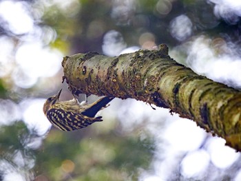 Japanese Pygmy Woodpecker 高崎自然の森 Sun, 4/28/2024