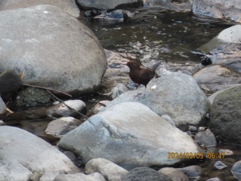 2024年3月3日(日) 箱根湯本の野鳥観察記録