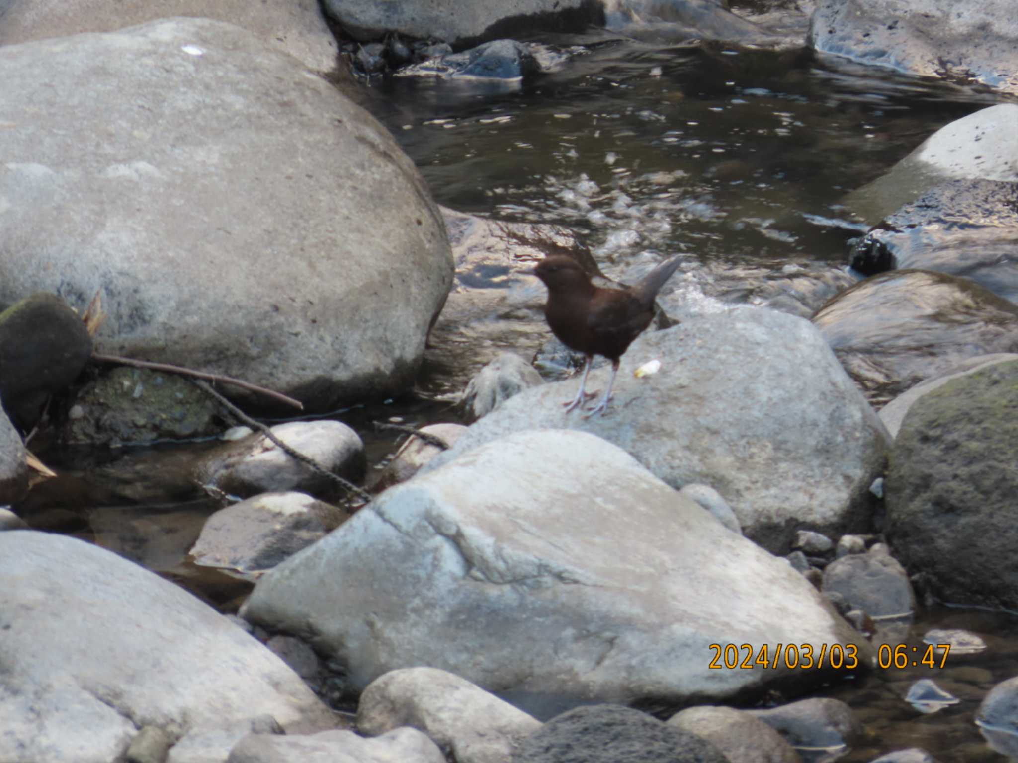 Photo of Brown Dipper at 箱根湯本 by きくいただき