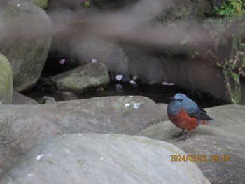 Blue Rock Thrush 箱根湯本 Sun, 3/3/2024