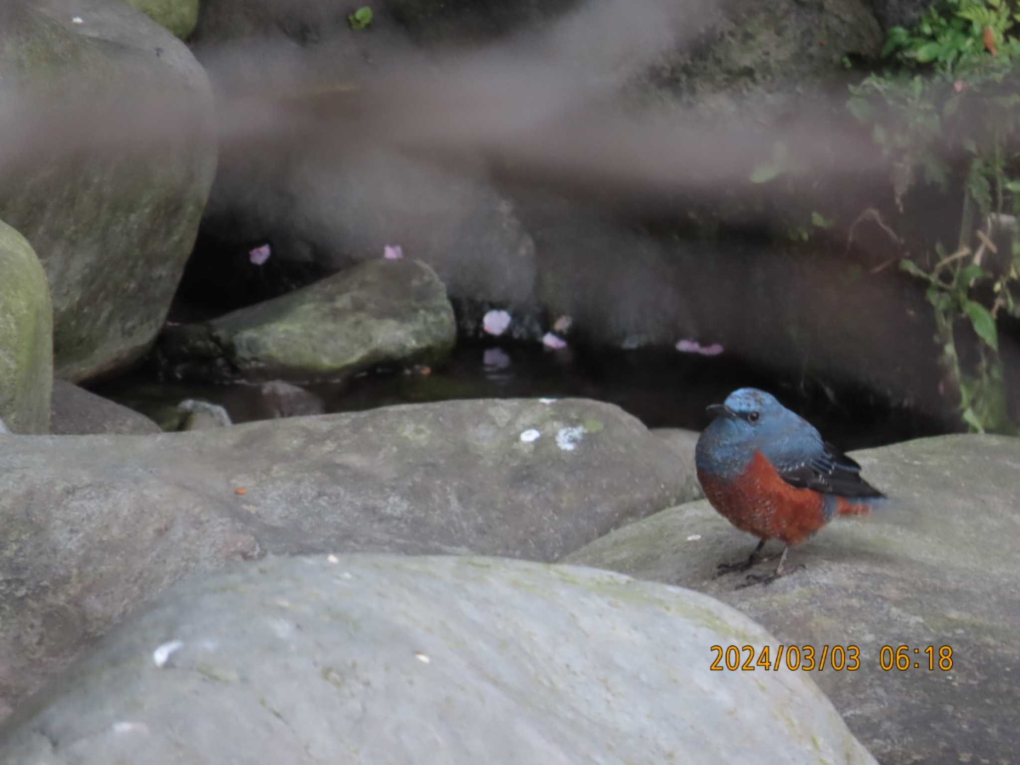 Photo of Blue Rock Thrush at 箱根湯本 by きくいただき