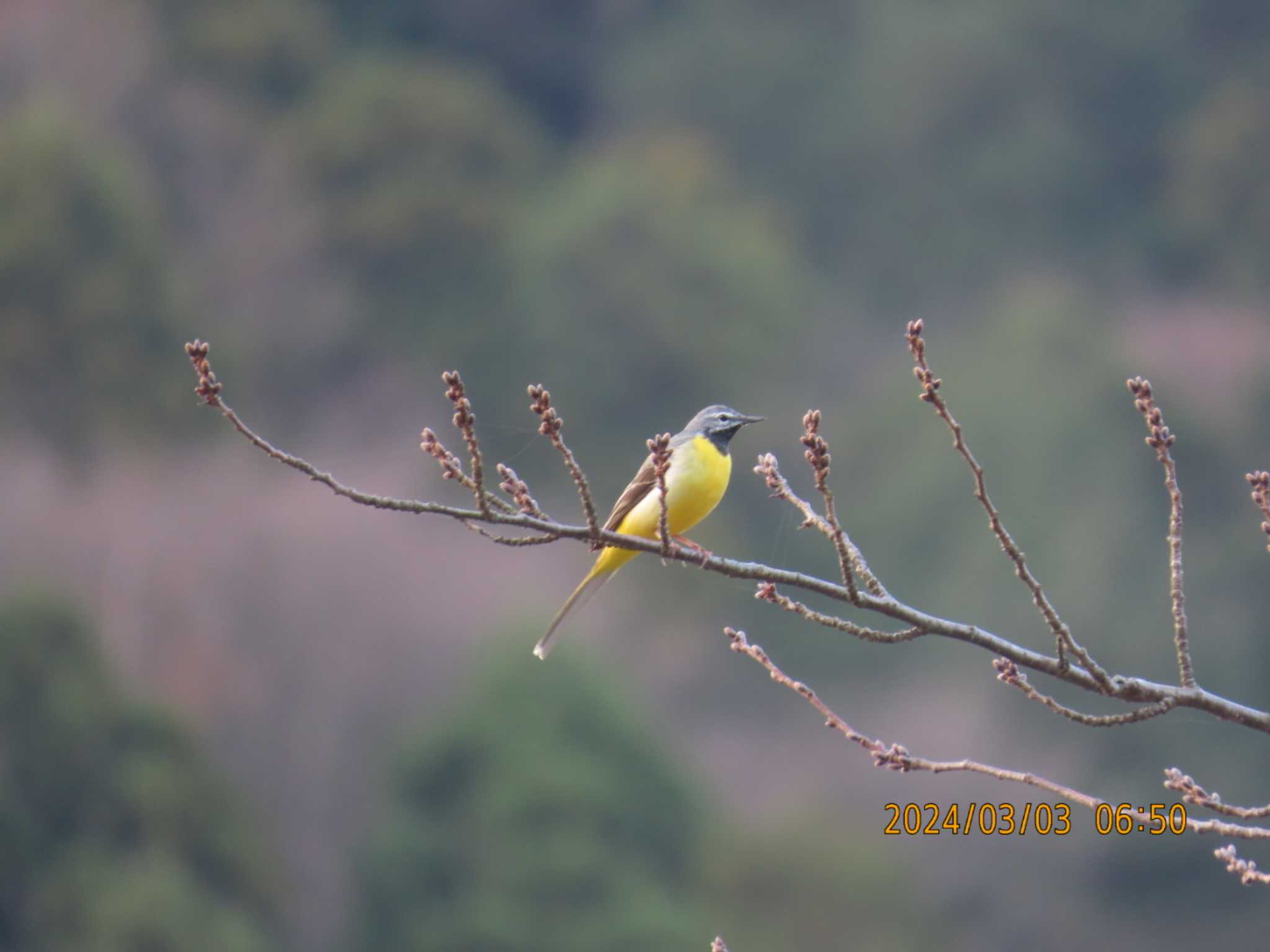 Photo of Grey Wagtail at 箱根湯本 by きくいただき