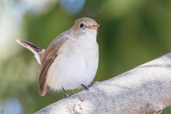 Red-breasted Flycatcher まつぶし緑の丘公園 Sun, 2/18/2024