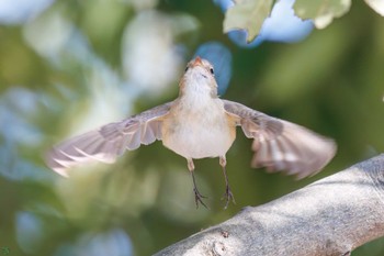 ニシオジロビタキ まつぶし緑の丘公園 2024年2月18日(日)