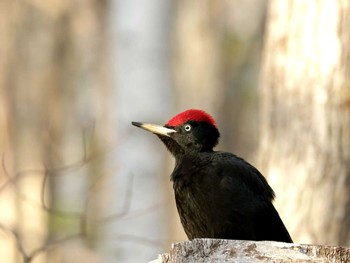 Black Woodpecker Nishioka Park Wed, 5/1/2024