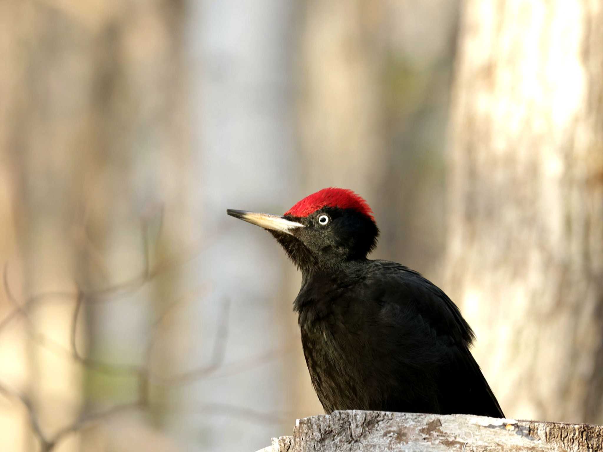 Photo of Black Woodpecker at Nishioka Park by しろくま