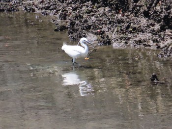 Little Egret Hama-rikyu Gardens Sun, 4/28/2024