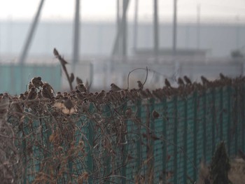 Eurasian Tree Sparrow Unknown Spots Wed, 12/26/2018