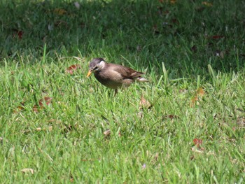 White-cheeked Starling Hama-rikyu Gardens Sun, 4/28/2024