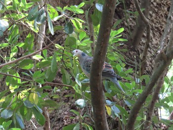 Rock Dove Hama-rikyu Gardens Sun, 4/28/2024