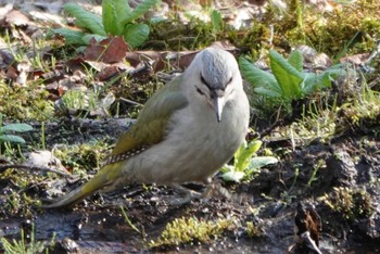 Grey-headed Woodpecker 苫小牧市;北海道 Thu, 5/2/2024