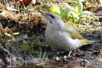 Grey-headed Woodpecker 苫小牧市;北海道 Thu, 5/2/2024