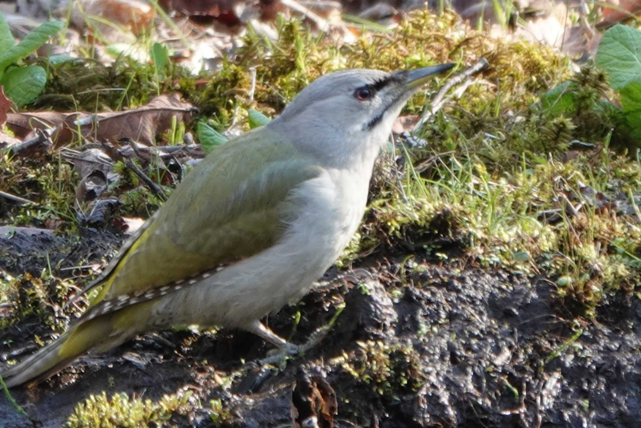 Photo of Grey-headed Woodpecker at 苫小牧市;北海道 by テツ