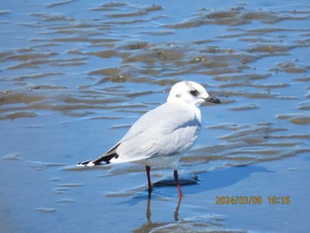 Saunders's Gull Kasai Rinkai Park Sat, 3/9/2024