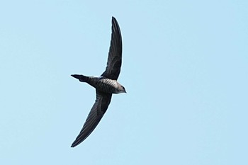 Pacific Swift 前日光ハイランドロッジ Sun, 4/28/2024